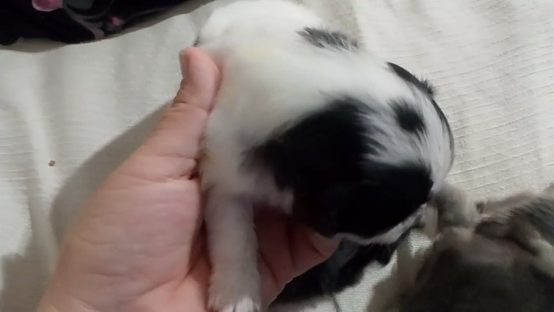 Pomchi perros en venta: Camada de pomchi con pomerania  - Video 1