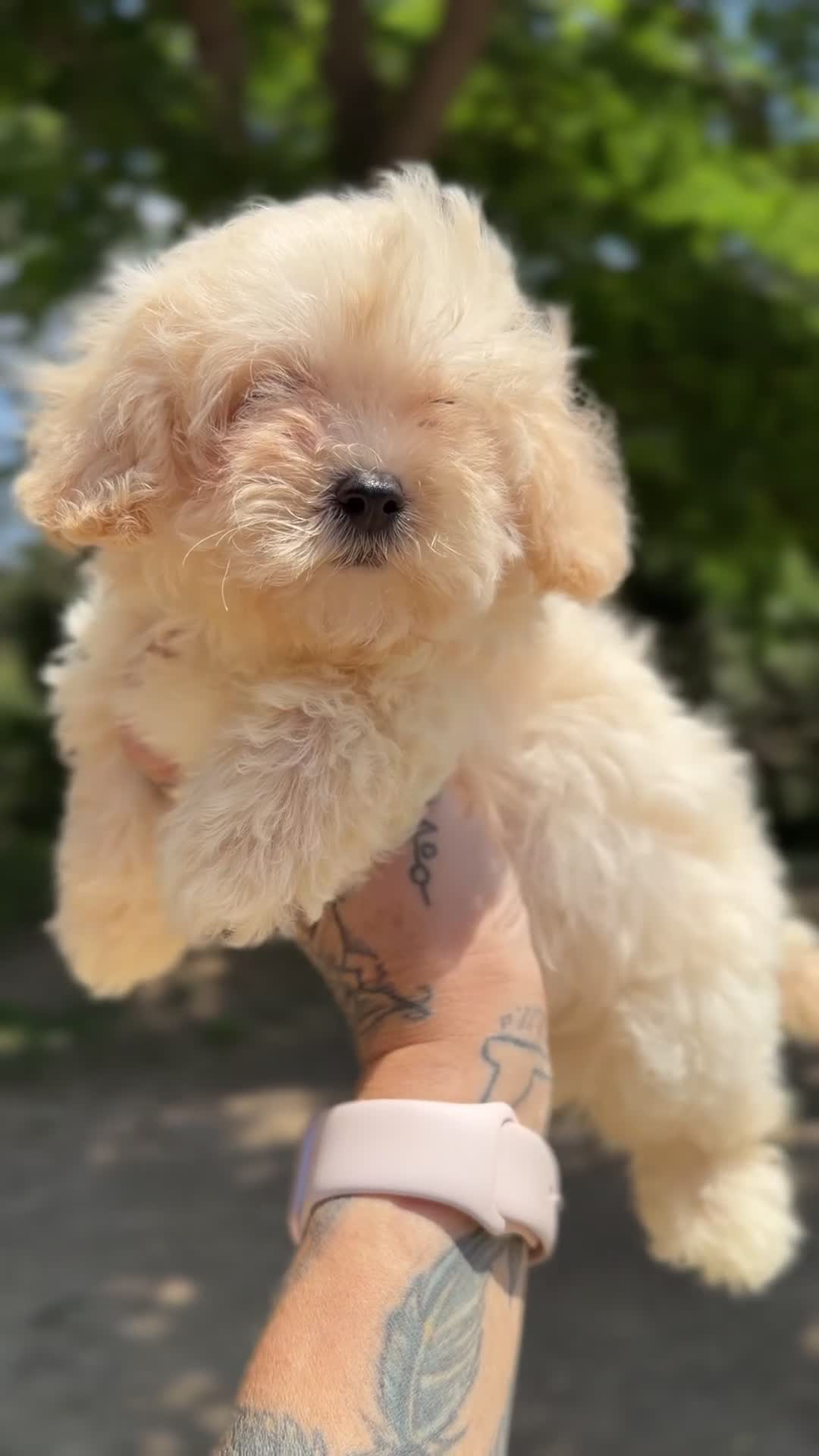 Maltipoo perros en venta: Maltipoo f1  - Video 2