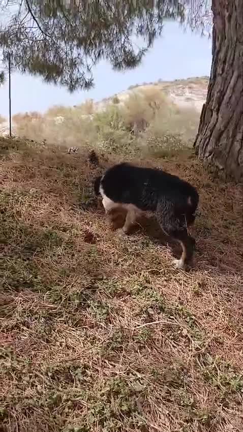 Pastor Australiano perros en venta: PASTOR AUSTRALIANO  - Video 3