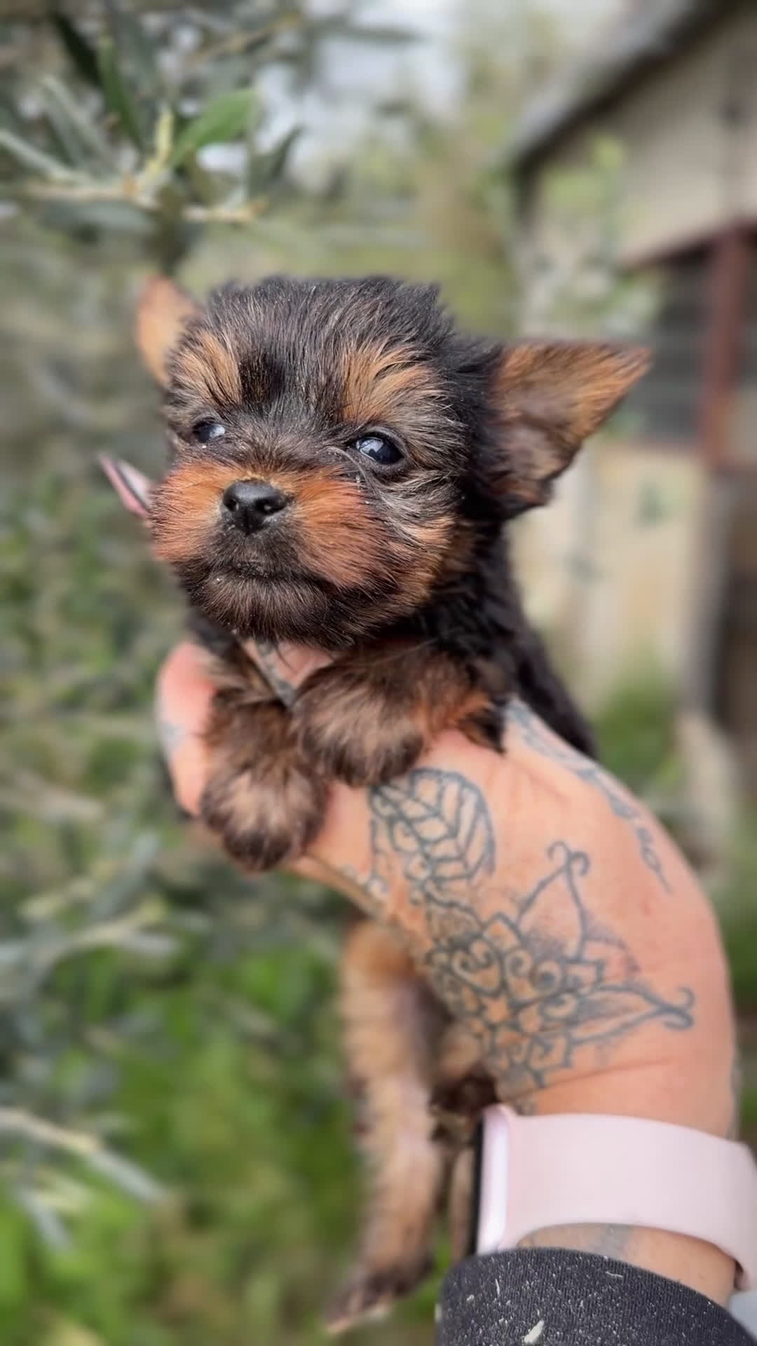 Yorkshire Terrier perros en venta: Yorkshire Minitoy  - Video 1