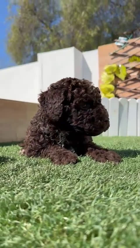 Perro de Agua Español perros en venta: PERRO DE AGUA - Video 3