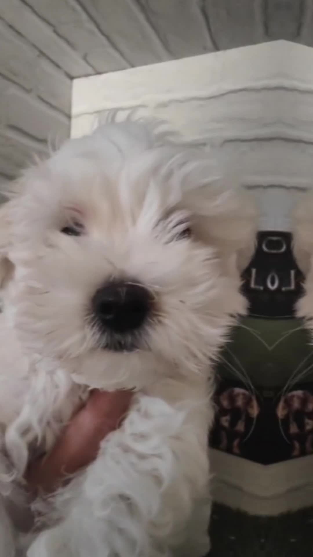 Bichón Maltés perros en venta: Bichón maltes  - Video 1