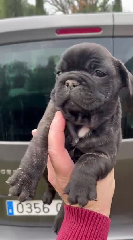 Bulldog Francés perros en venta: Impresionante cachorro bulldog francés  - Video 1
