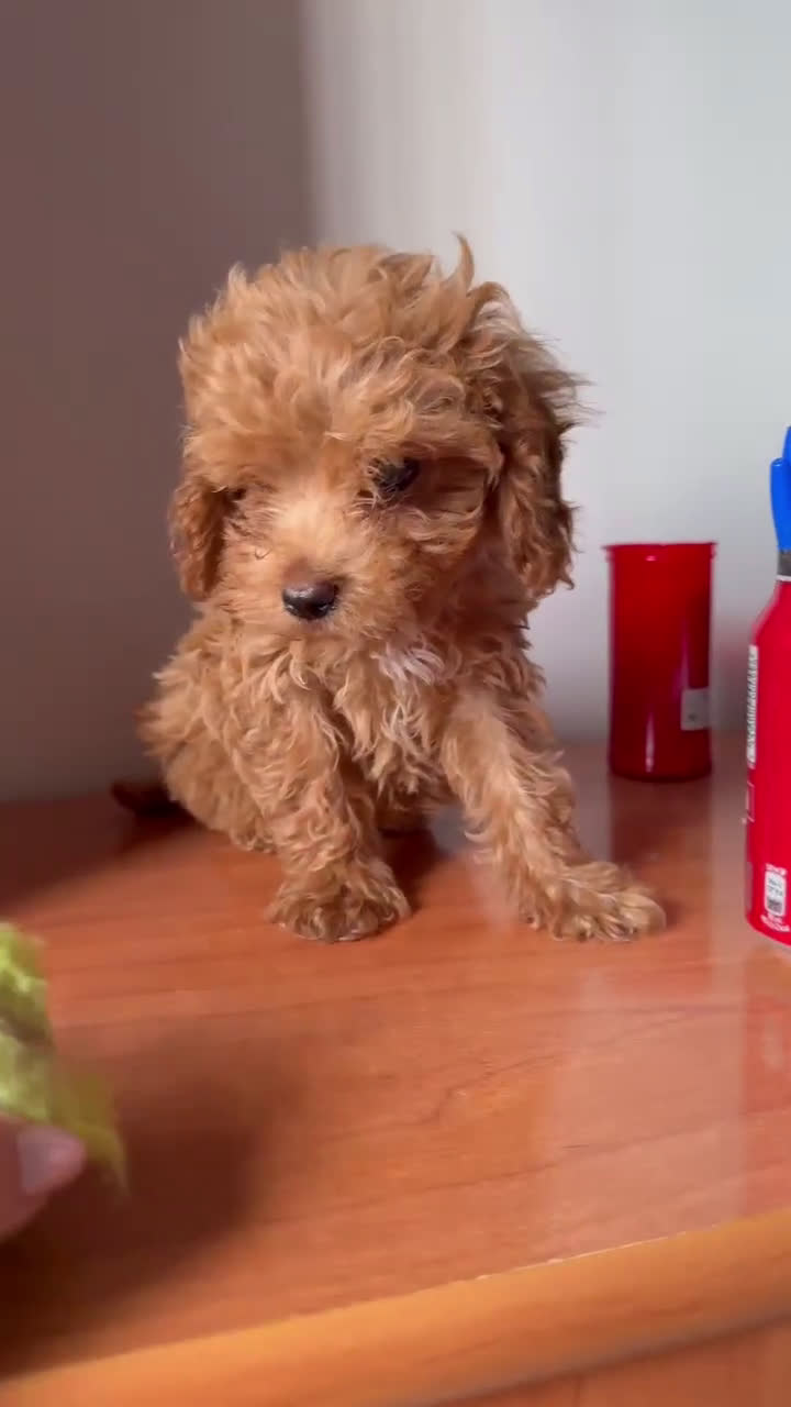 Caniche Toy perros en venta: Caniche Toy Macho - Video 1