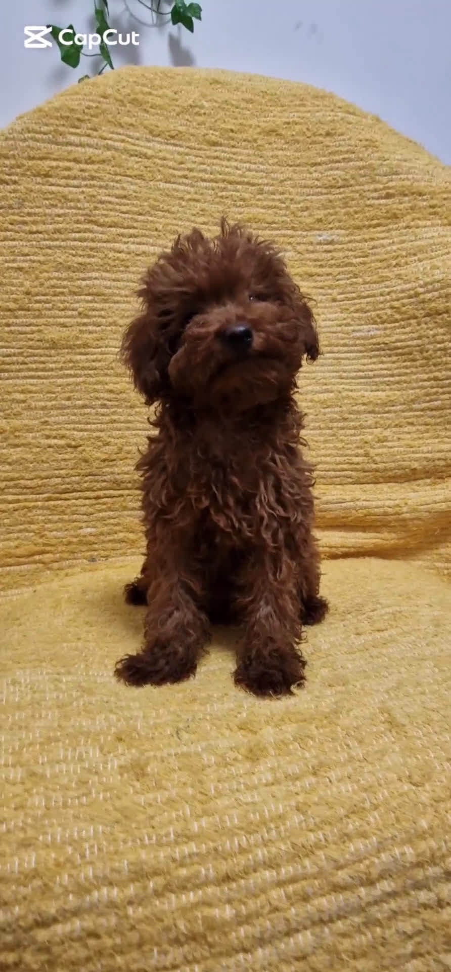 Caniche Toy perros en venta: MACHO CANICHE TOY - Video 1