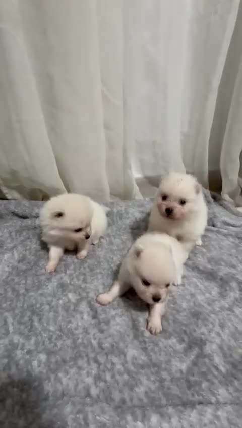 Pomerania perros en venta: Pomerania  - Video 1
