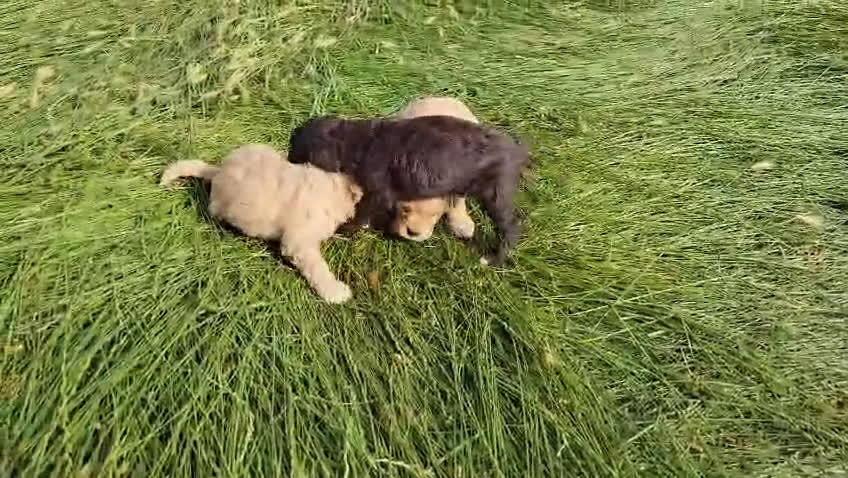 Perro de Agua Español perros en venta: Perritos de agua en Barcelona - Video 1