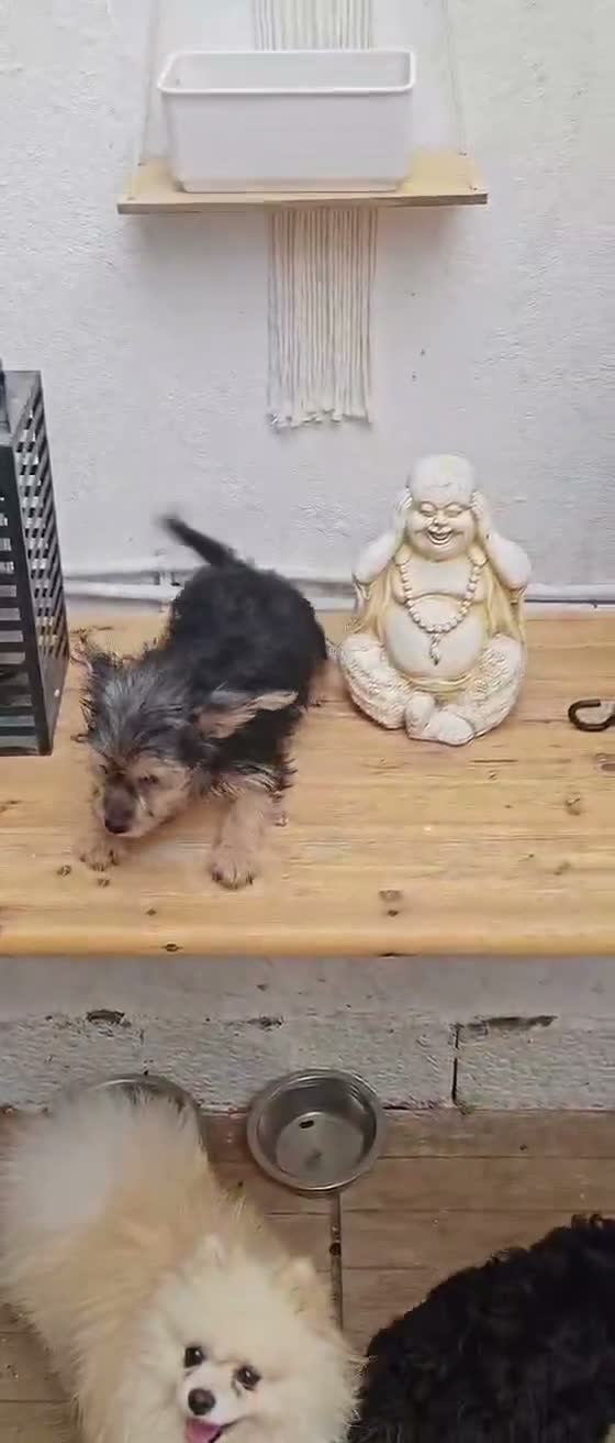 Yorkshire Terrier perros en venta: 1 hembra de Yorkshire - Video 1