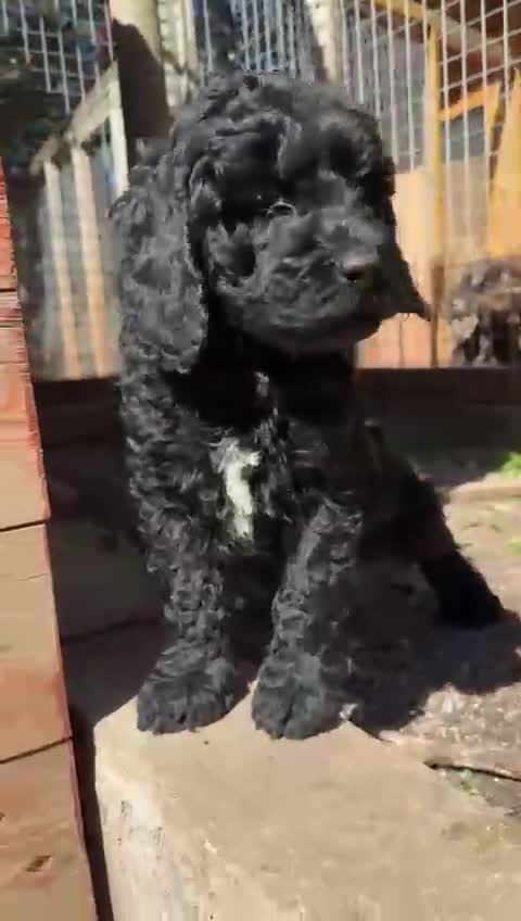 Labradoodle perros en venta: Preciosos cachorros labradoodle F6 - Video 1