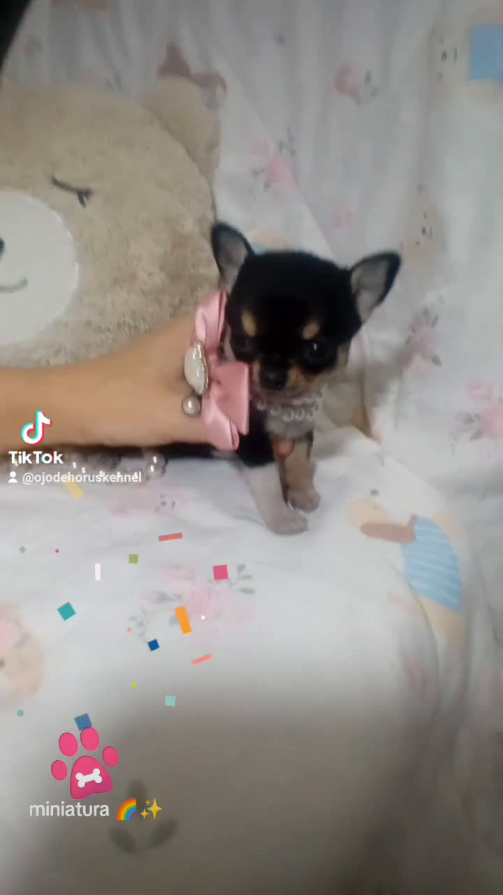 Chihuahua perros en venta: Chihuahua toy ✨ chatos cabeza manzana  - Video 1