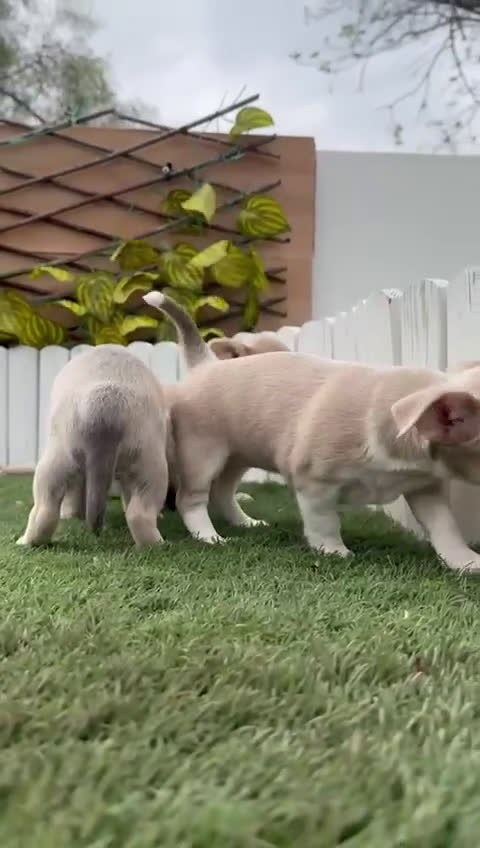 Chihuahua perros en venta: CHIHUAHUA HEMBRA - Video 1