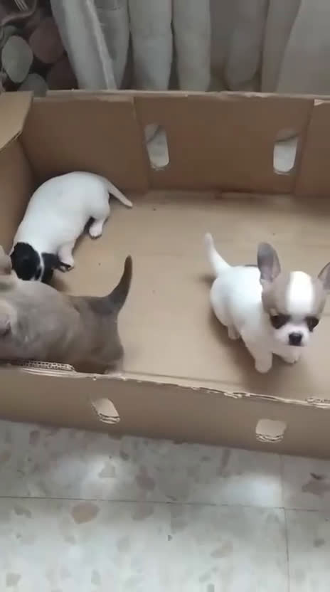 Chihuahua perros en venta: Preciosas camadas de Chihuahua    - Video 1