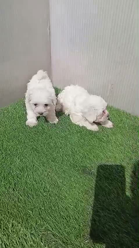 Bichón Maltés perros en venta: Preciosas camadas de bichon maltes - Video 3