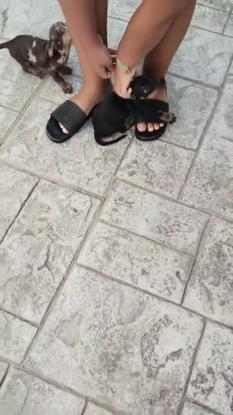 Teckel Miniatura perros en venta: Camada teckel chocolate y arlequín chocolate  - Video 2