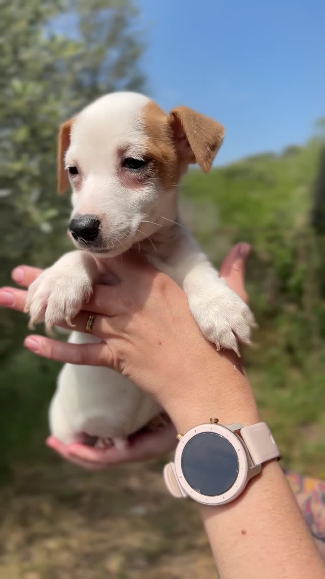 Jack Russell Terrier perros en venta: Jack pata corta  - Video 1