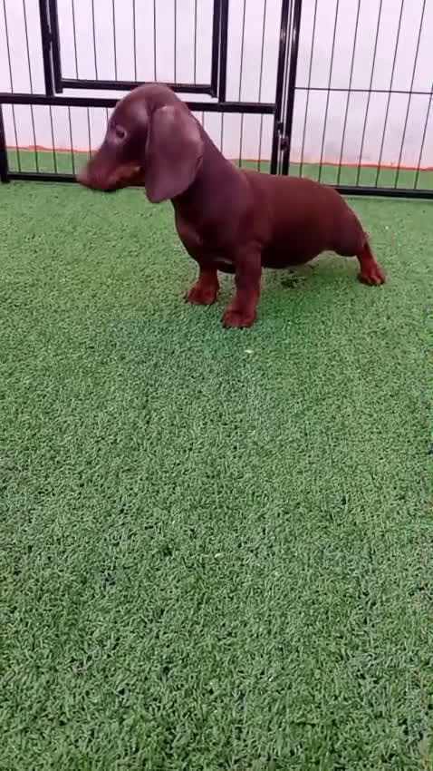 Teckel Miniatura perros en venta: TECKEL MINIATURA - Video 1