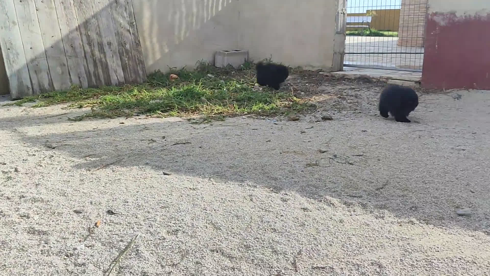 Pomerania perros en venta: Lulú de pomerania precio real. - Video 2