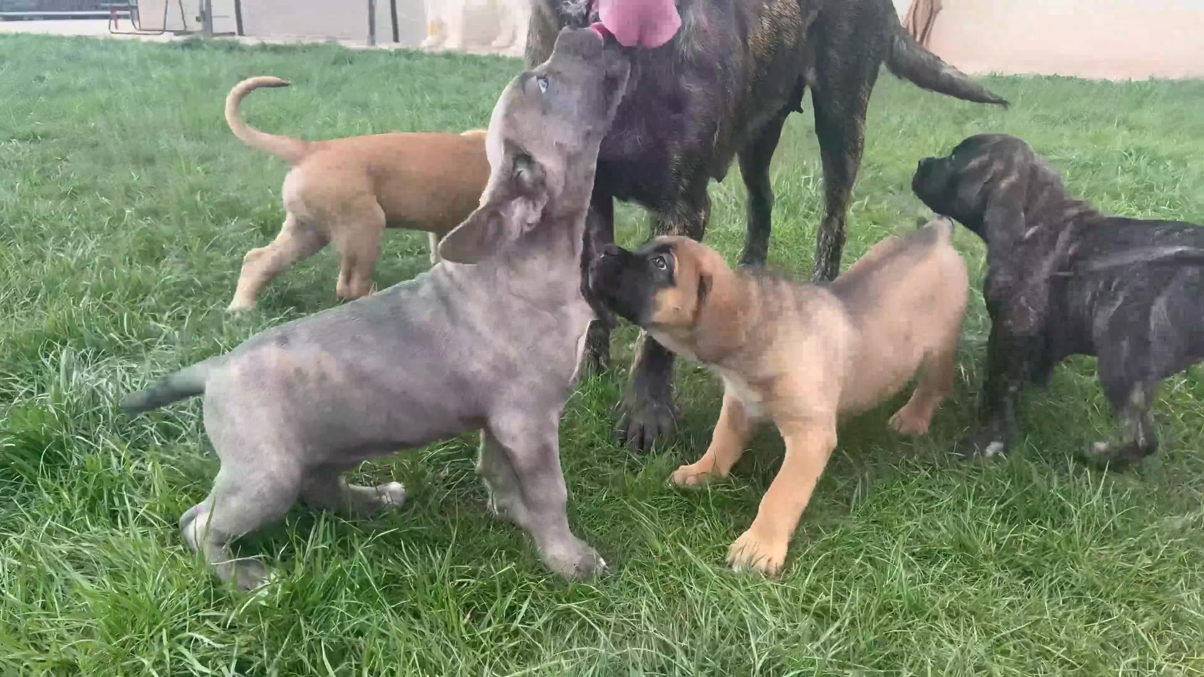 Cane Corso perros en venta: Cane corso mastín italiano  - Video 1