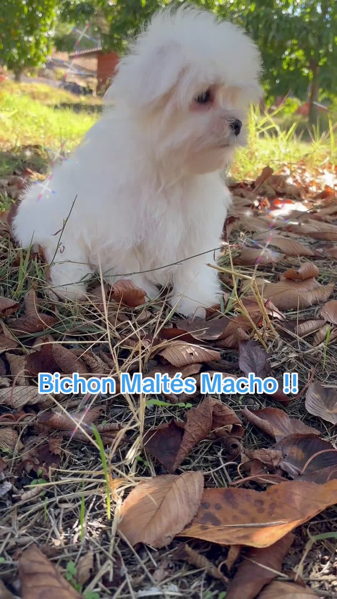 Bichón Maltés perros en venta: Bichon Maltés Toy Macho  - Video 1