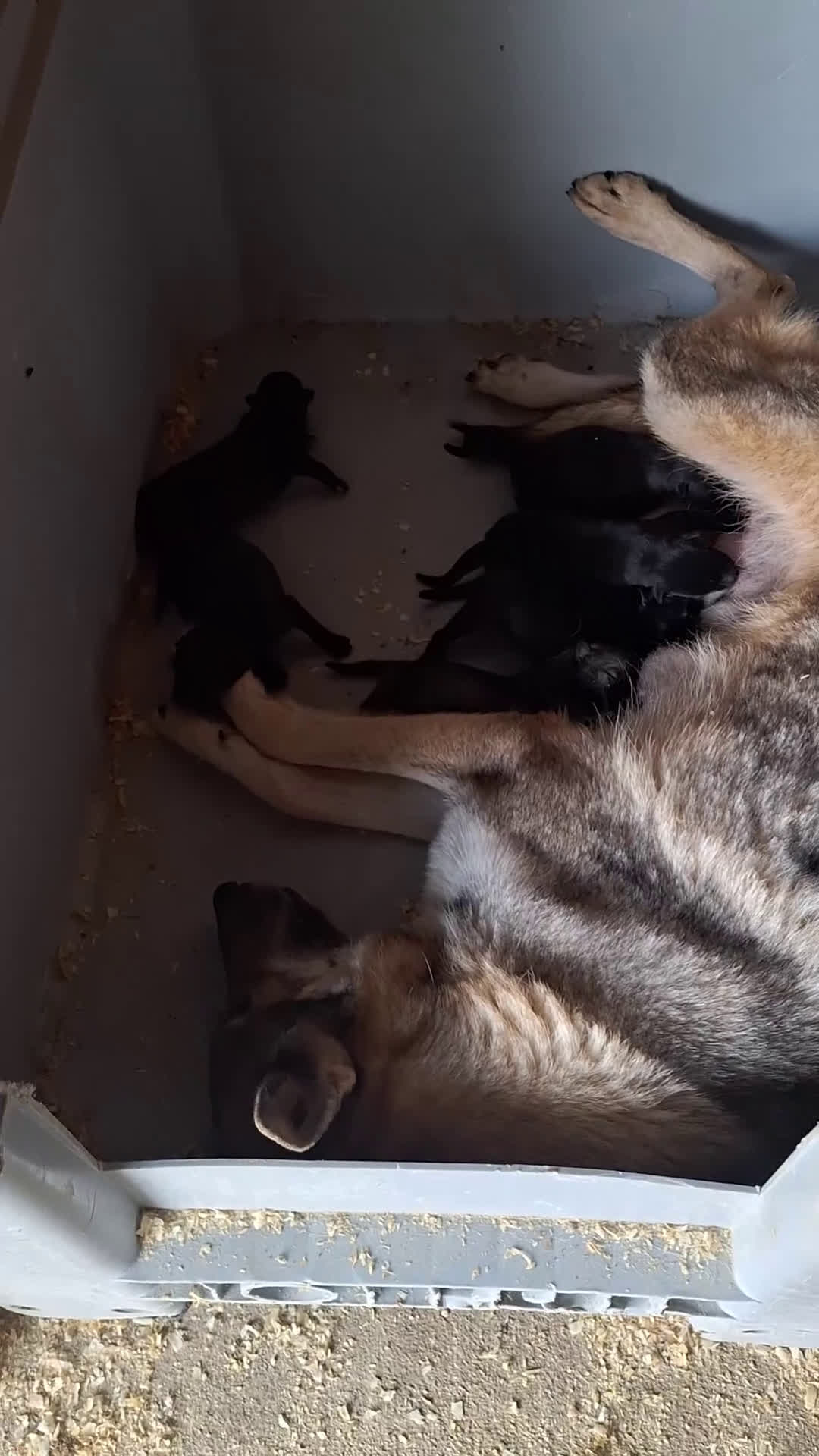 Raza Mixta perros en venta: PERRO LOBO AMERICANO  - Video 1