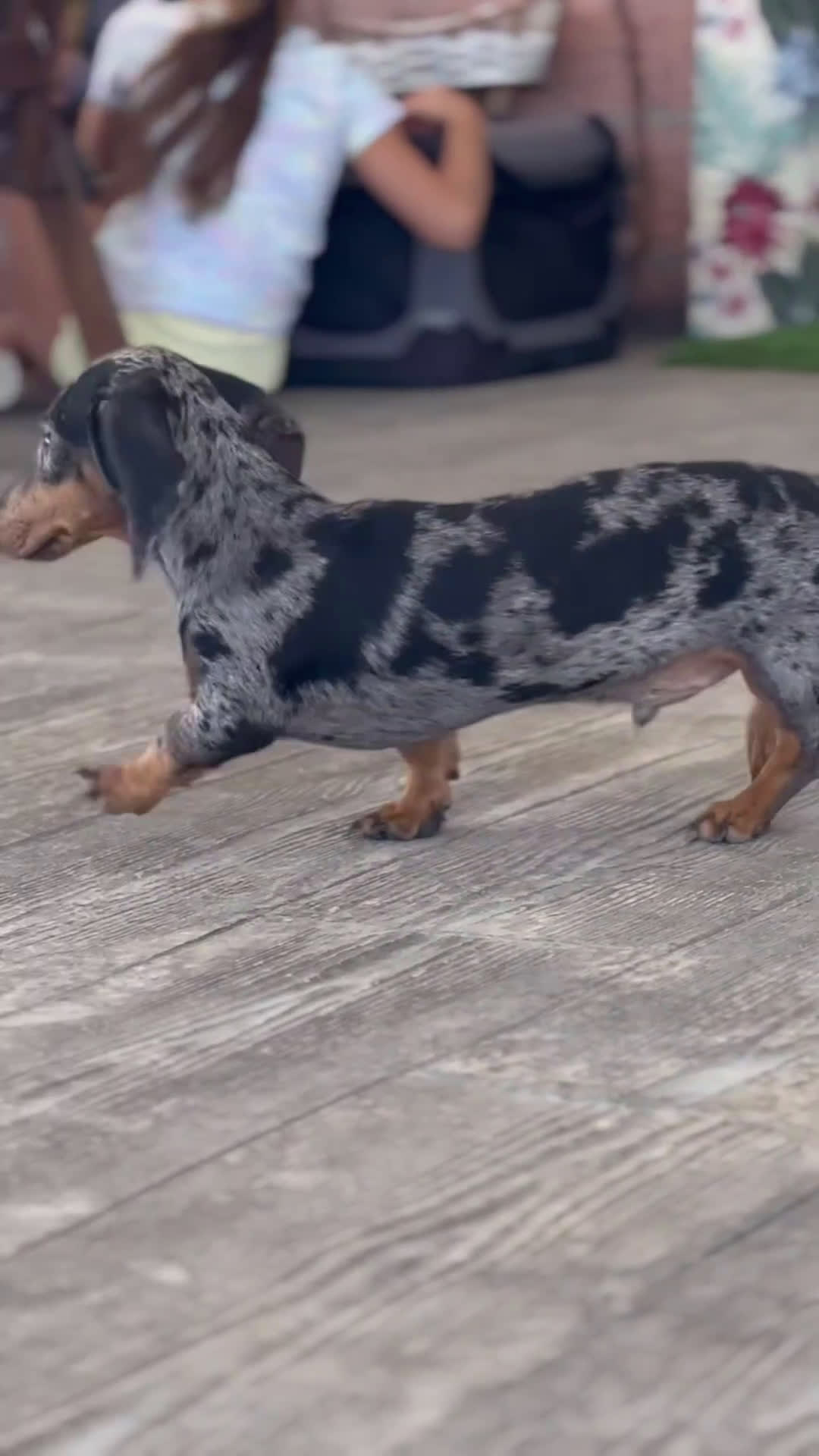 Teckel Miniatura perros en venta: 🐾 Gregorio, Bongo y Cacao – Teckel únicos 🍫 - Video 1