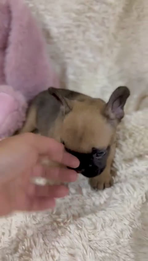 Bulldog Francés perros en venta: Bulldog francés Fawn  - Video 2