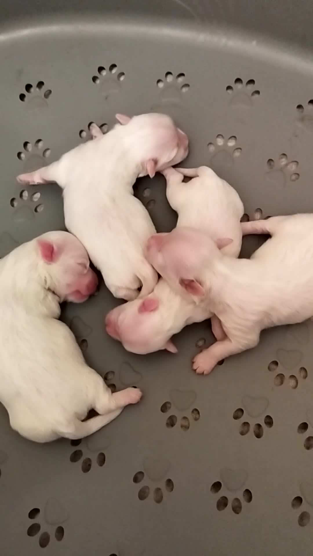 Bichón Maltés perros en venta: Bichón maltés  - Video 1