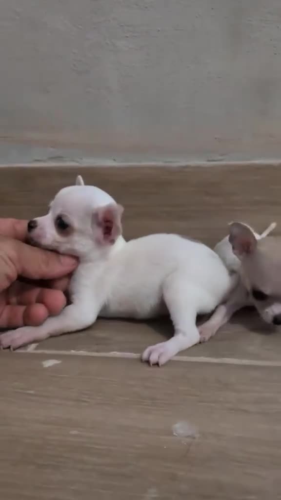 Chihuahua perros en venta: Chihuahua mini toy  - Video 1