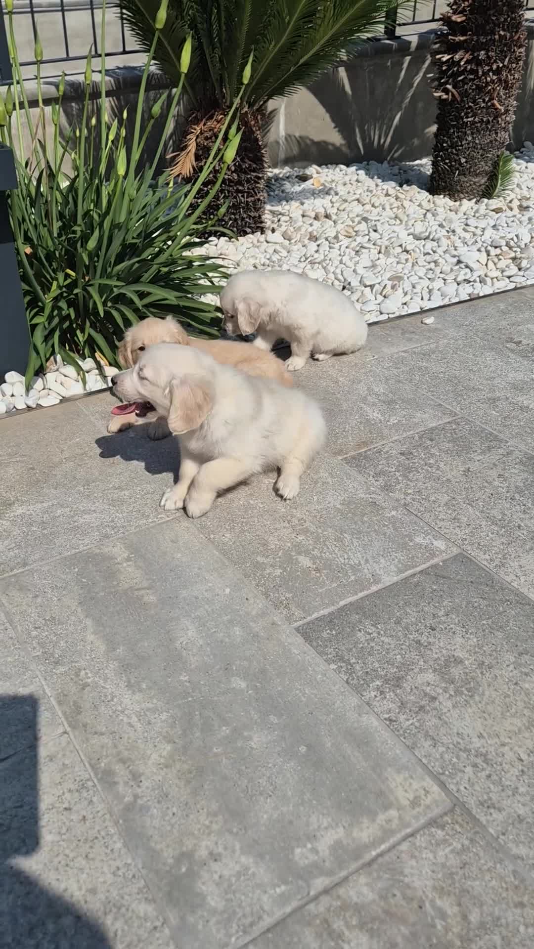 Golden Retriever perros en venta: Golden Retriever impresionantes en Girona - Video 1
