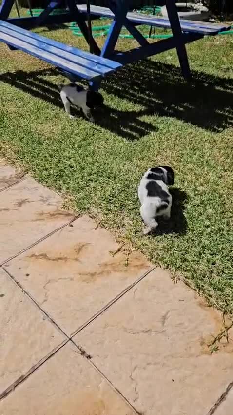 Épagneul Breton perros en venta: Épagneul Breton tricolor - Video 1