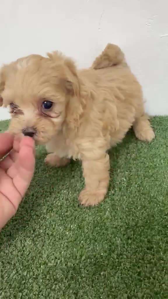 Maltipoo perros en venta: Hembra de maltipoo  - Video 3