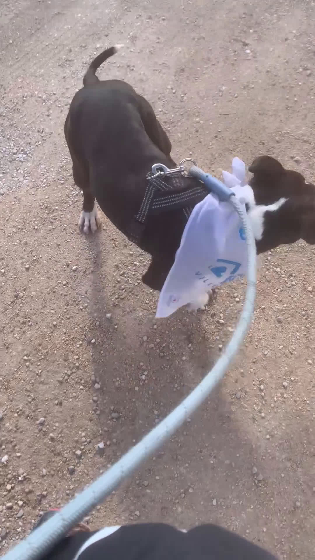 American Bully perros en adopcion: JORDI ❤️ en adopción  - Video 1