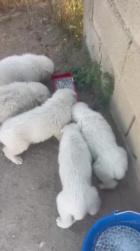 Pastor Blanco Suizo perros en venta: Pastor Suizos de Calidad  - Video 1