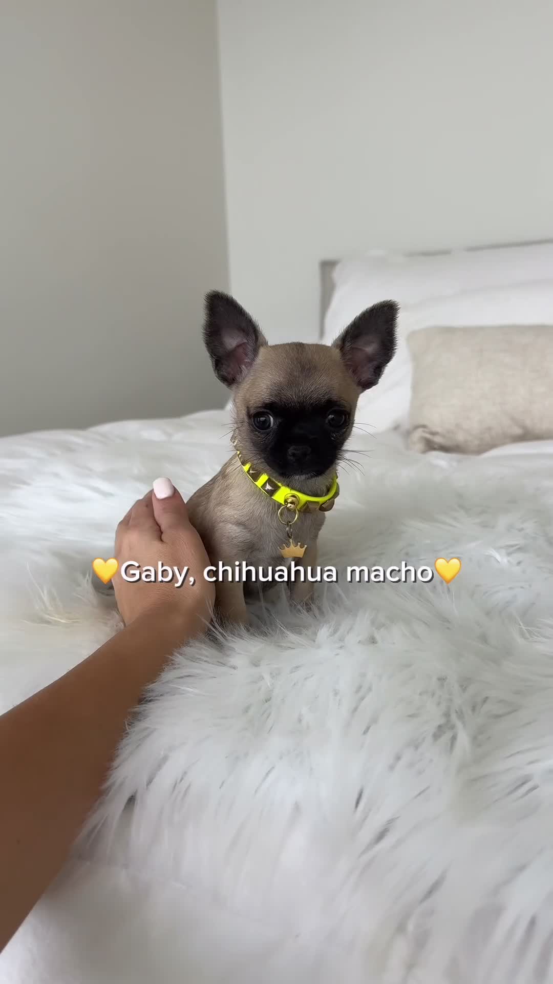 Chihuahua perros en venta: Chihuahua macho  - Video 1