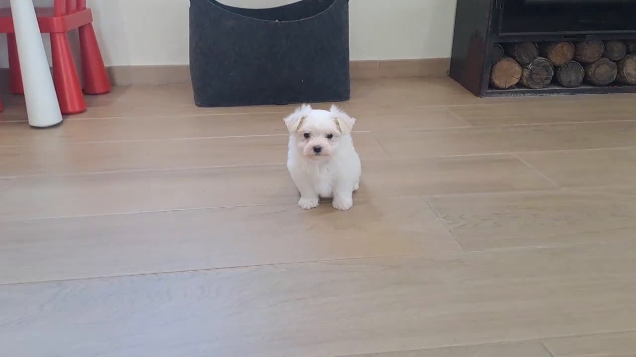 Bichón Maltés perros en venta: Cachorrita de Bichon Maltes  - Video 2