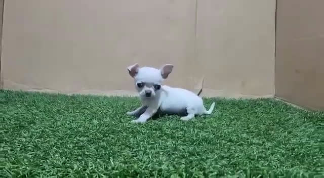 Chihuahua perros en venta: PEQUEÑOS CHIHUAHAS TOY ✨ - Video 1