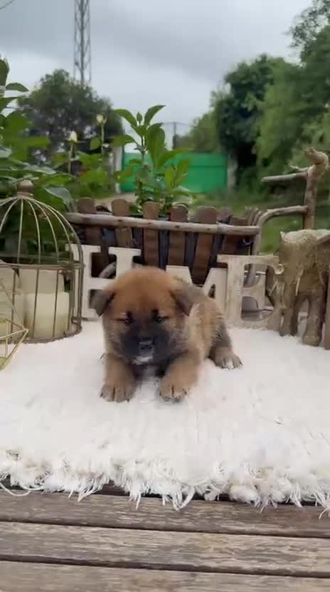 Shiba Inu perros en venta: Shiba Inu preciosos bebes Rojos  - Video 2