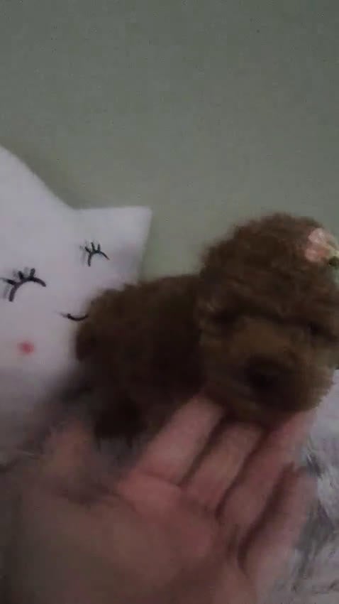 Caniche Toy perros en venta: Caniche Toy hembra  - Video 1