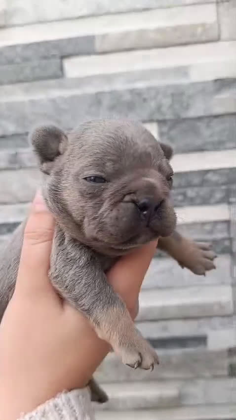 Bulldog Francés perros en venta: Bulldog francés exóticos  - Video 3