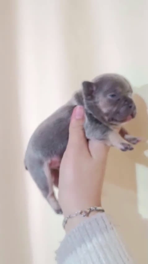 Bulldog Francés perros en venta: Bulldog francés exóticos  - Video 2