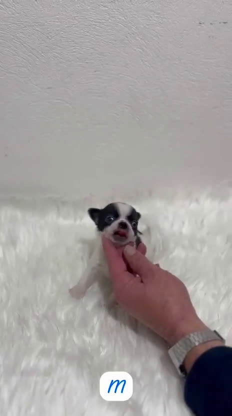 Chihuahua perros en venta: CHIHUAHUA PELO CORTO MINI TOY - Video 1