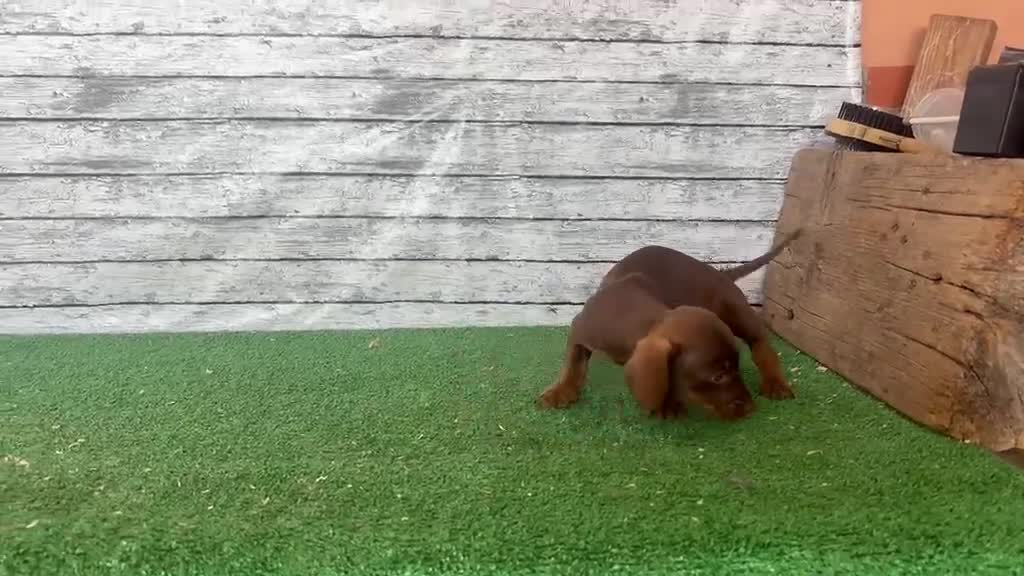 Teckel Miniatura perros en venta: Teckel kanichen macho y hembras  - Video 1