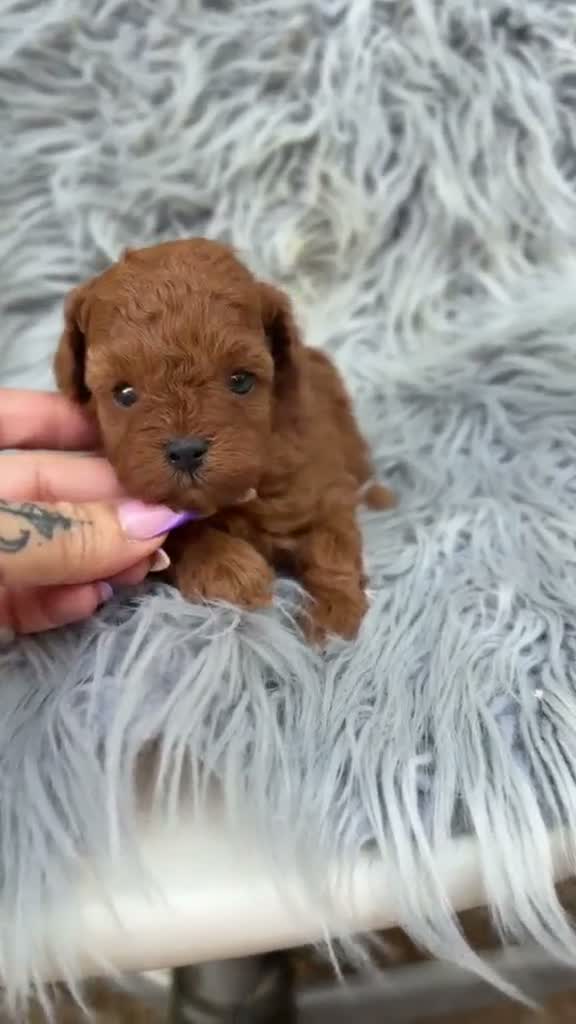 Caniche Toy perros en venta: Caniche toy rojo pimentón 🐾 - Video 1