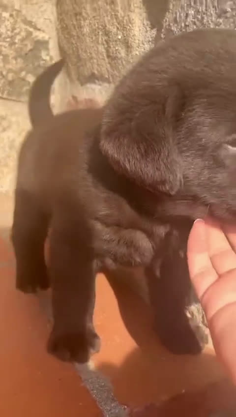 Labrador Retriever perros en venta: Cachorro macho chocolate con pedigree LOE  - Video 1