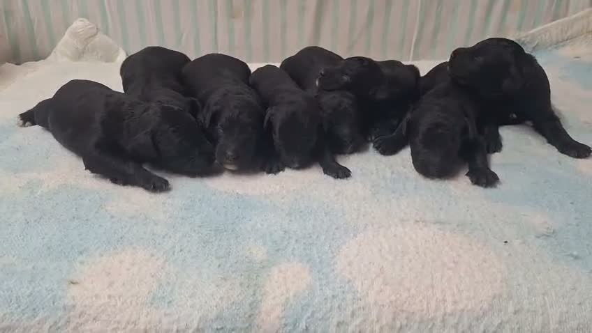 Raza Mixta perros en venta: Bernedoodle  - Video 1