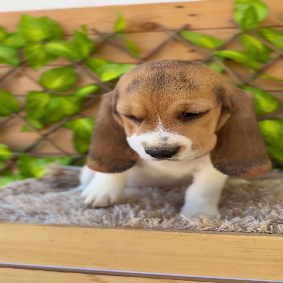 Beagle perros en venta: Camada de Magdalena  - Video 2