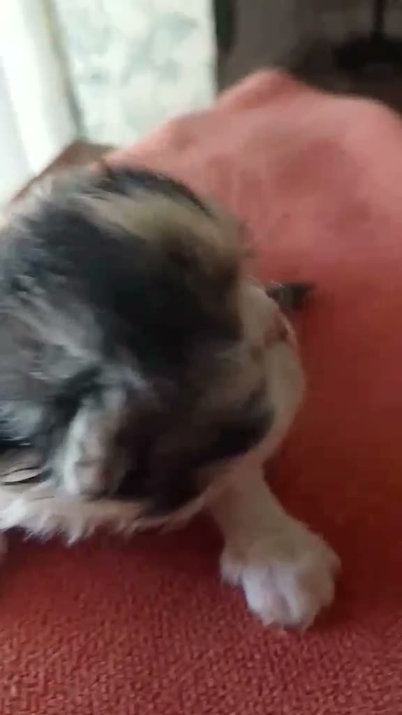 Persa gatos en venta: Persas en Jaén - Video 1