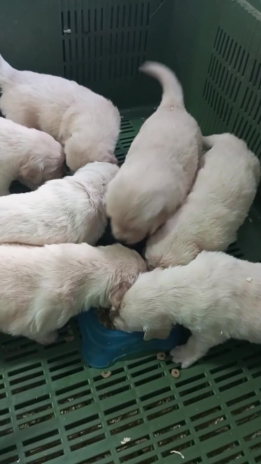 Golden Retriever perros en venta: Gran Camada de Golden Retriever - Video 1