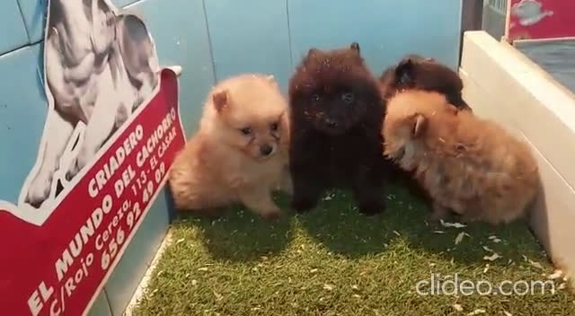 Pomerania perros en venta: CACHORROS DE POMERANIA en Madrid - Video 1