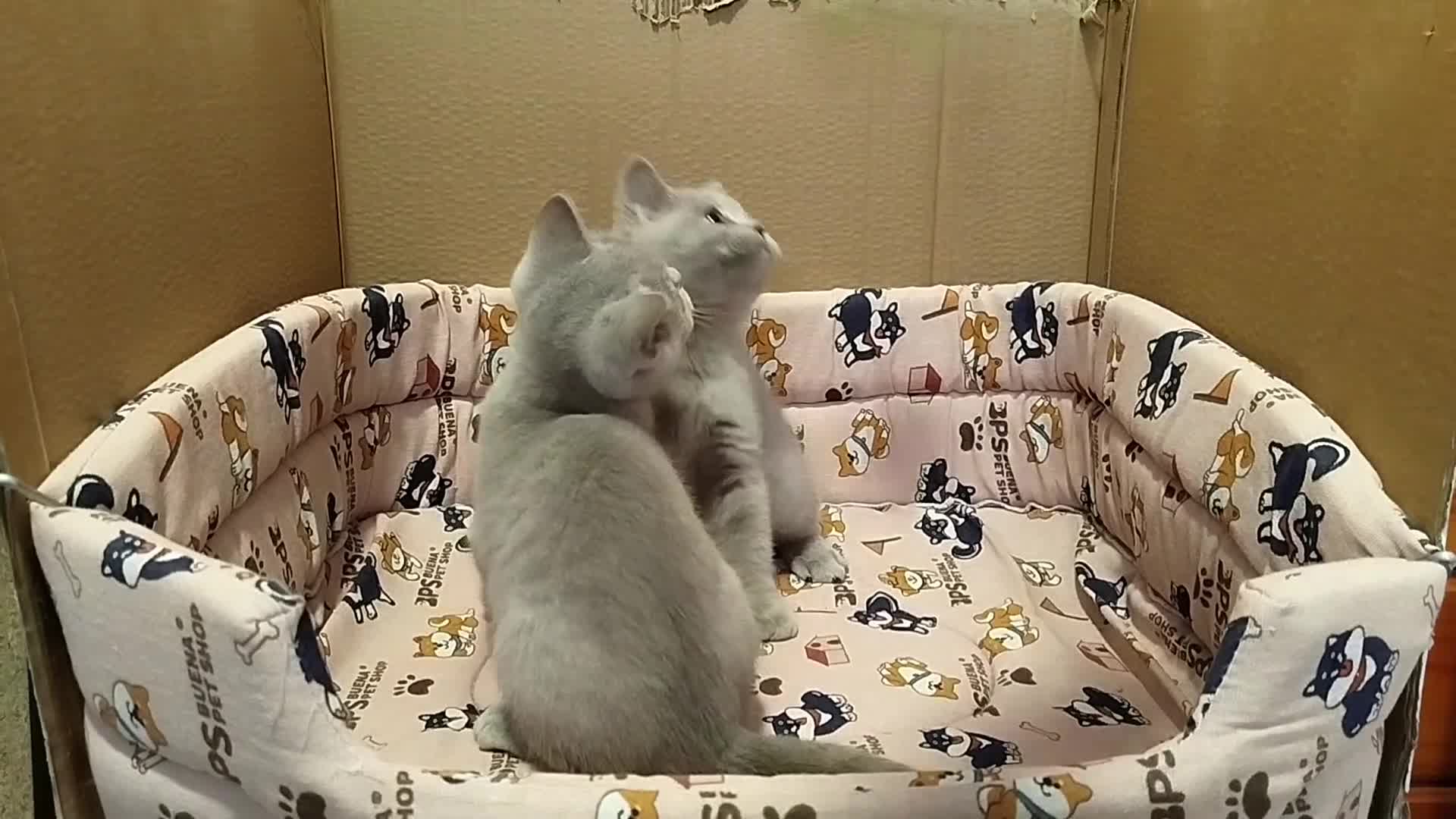 Británico de Pelo Corto gatos en venta: British Shorthair lilac  - Video 1